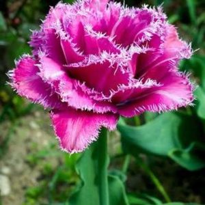 Lalele Matchpoint 5 buc