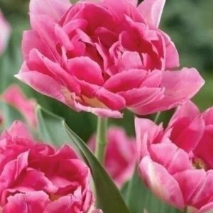 Lalele Peach Blossom 5 buc