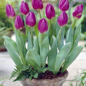 Lalele Purple Flag 5 buc