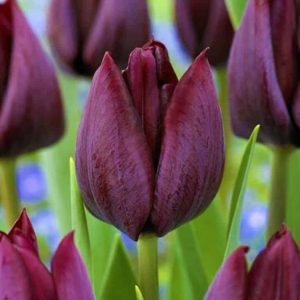 Lalele Ronaldo 5 buc