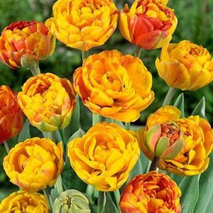 Lalele Sunlover 5 buc