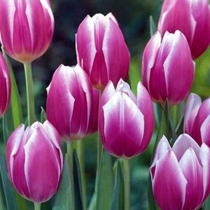 Lalele Synaeda Blue 5 buc