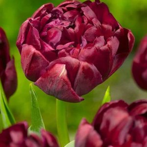 Lalele Uncle Tom 5 buc