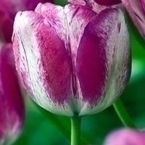 Lalele Hotpants 5 buc