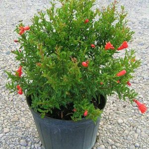 Rodiu pitic la ghiveci