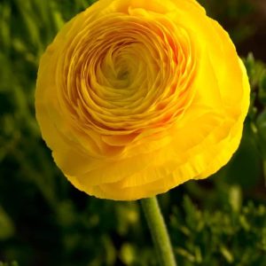 Ranunculus Yellow 9 buc