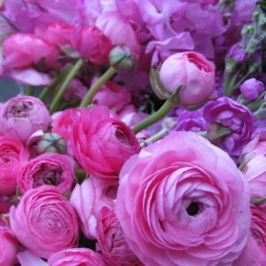 Ranunculus Pink 9 buc