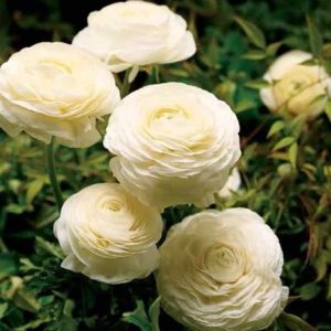 Ranunculus White 9 buc