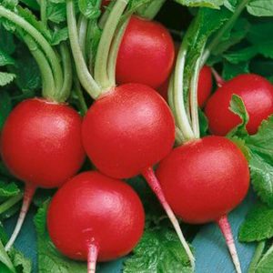 Ridichi de luna - cherry belle