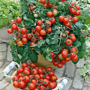 Rosi Cherry