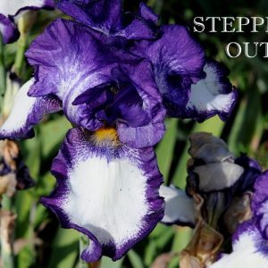 iris la ghiveci Iris 'Stepping Out'-reflorescent