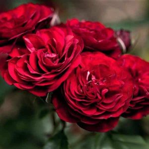 butasi trandafiri Lavaglut 1 buc