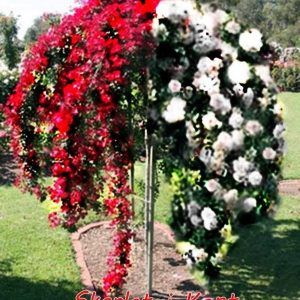 Trandafir pomisor plangator rosu-alb