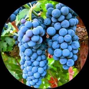 Vita de vie Cabernet sauvignon la ghiveci