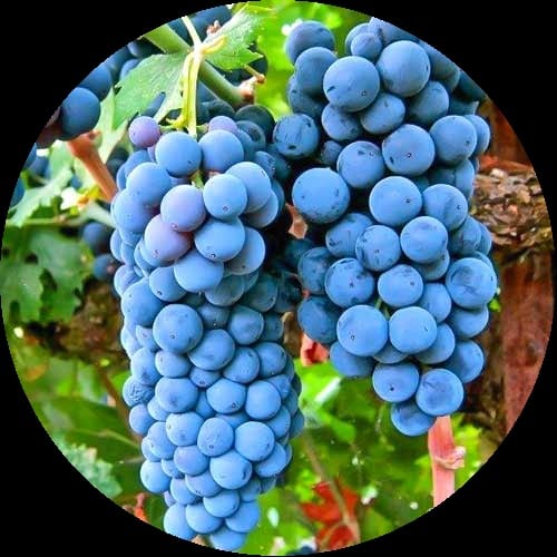 Vita de vie Cabernet sauvignon la ghiveci