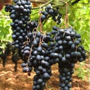 Vita de vie fara samburi aprine la ghiveci