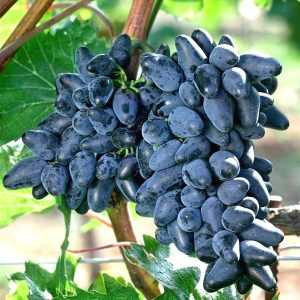 Vita de vie fara samburi attica la ghiveci