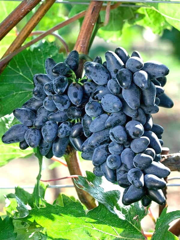 Vita de vie fara samburi attica la ghiveci