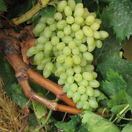 Vita de vie fara samburi sultanessa la ghiveci