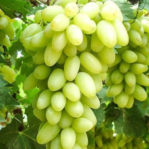 Vita de vie galben la ghiveci