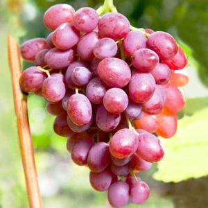 Vita de vie Kismis roz la ghiveci