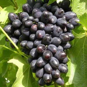 Viță de vie Kodrianka la ghiveci