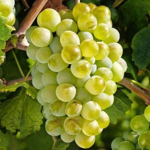Viță de vie Sauvignon Blanc la ghiveci