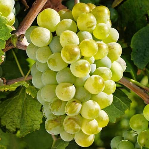 Viță de vie Sauvignon Blanc la ghiveci