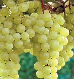 Vita de vie soi alb fara samburi thopmson seedless la ghiveci