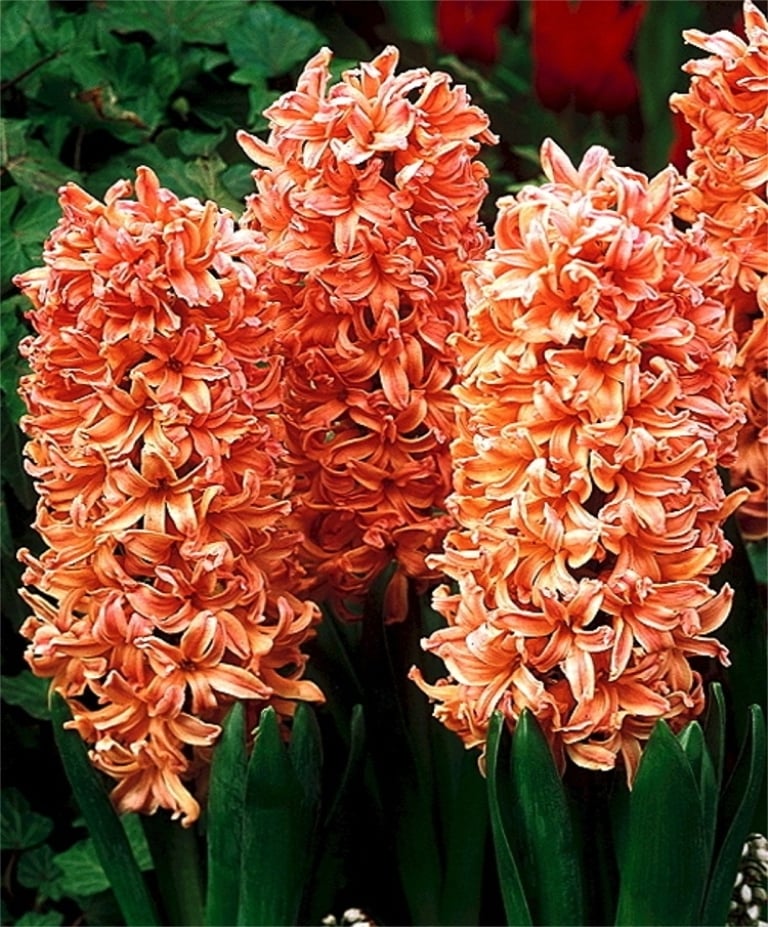 Zambile Gipsy Queen 3 buc