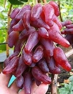 Viță de vie hibrid – Finger Grapes roșii (9 semințe)