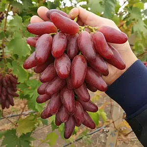 Viță de vie – Crimson / Red Globe tip (9 semințe)