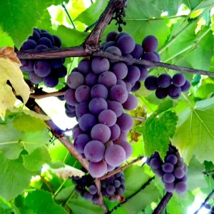 Viță de vie Labrusca – tip Concord (9 semințe)