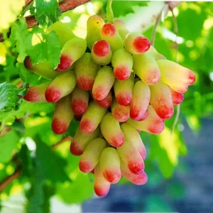 Viță de vie hibrid Amurensis × Vinifera (9 semințe)