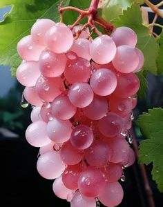 Viță de vie hibrid – Vanessa / Reliance tip (9 semințe)