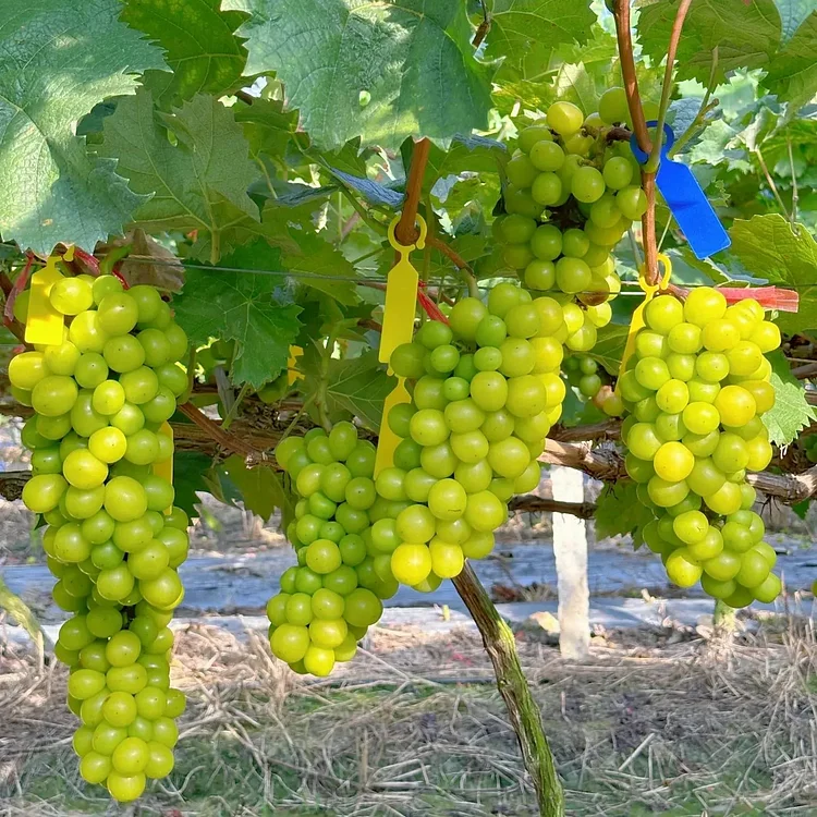 Viță de vie – Italia / Victoria tip (9 semințe)