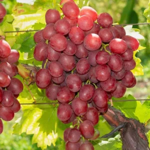 Viță de vie – Red Globe tip (9 semințe)