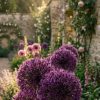 Alium Gigant – Pachet COMPLET | 9 bulbi PREMIUM + Clematis & Trandafiri CADOU