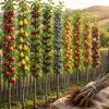 9 Pomi Fructiferi Columnari Mix Premium + Transport Gratuit