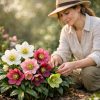 Helleborus – Pachet EXTINS (6 rizomi) + CADOU | Transport GRATUIT