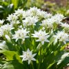 Allium ursinum  – Pachet START | 30 Bulbi Comestibili & Ornamentali