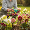 Helleborus – Pachet COMPLET (9 rizomi) + CADOURI | Transport GRATUIT