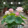 Lotus Sacru – Pachet START | 3 semințe autentice (Nelumbo nucifera)
