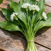 Allium ursinum (Leurdă) – Pachet COMPLET | 100 Bulbi pentru Grădină & Bucătărie