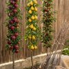 3 Pomi Fructiferi Columnari Mix – Măr, Păr, Cireș + Transport Gratuit