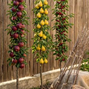 3 Pomi Fructiferi Columnari Mix – Măr, Păr, Cireș + Transport Gratuit