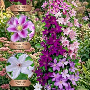 Clematis Mix Premium – 20 Semințe de Flori Cățărătoare Spectaculoase – Transport Gratuit