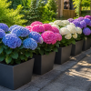 Pachet Hortensii Colorate – 3 bucăți (Albastru, Roz, Alb) · 149 lei · Transport Gratuit