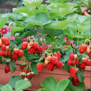 Căpșuni la ghiveci cu rod · Mix 3 soiuri premium · Pachet 9 bucăți