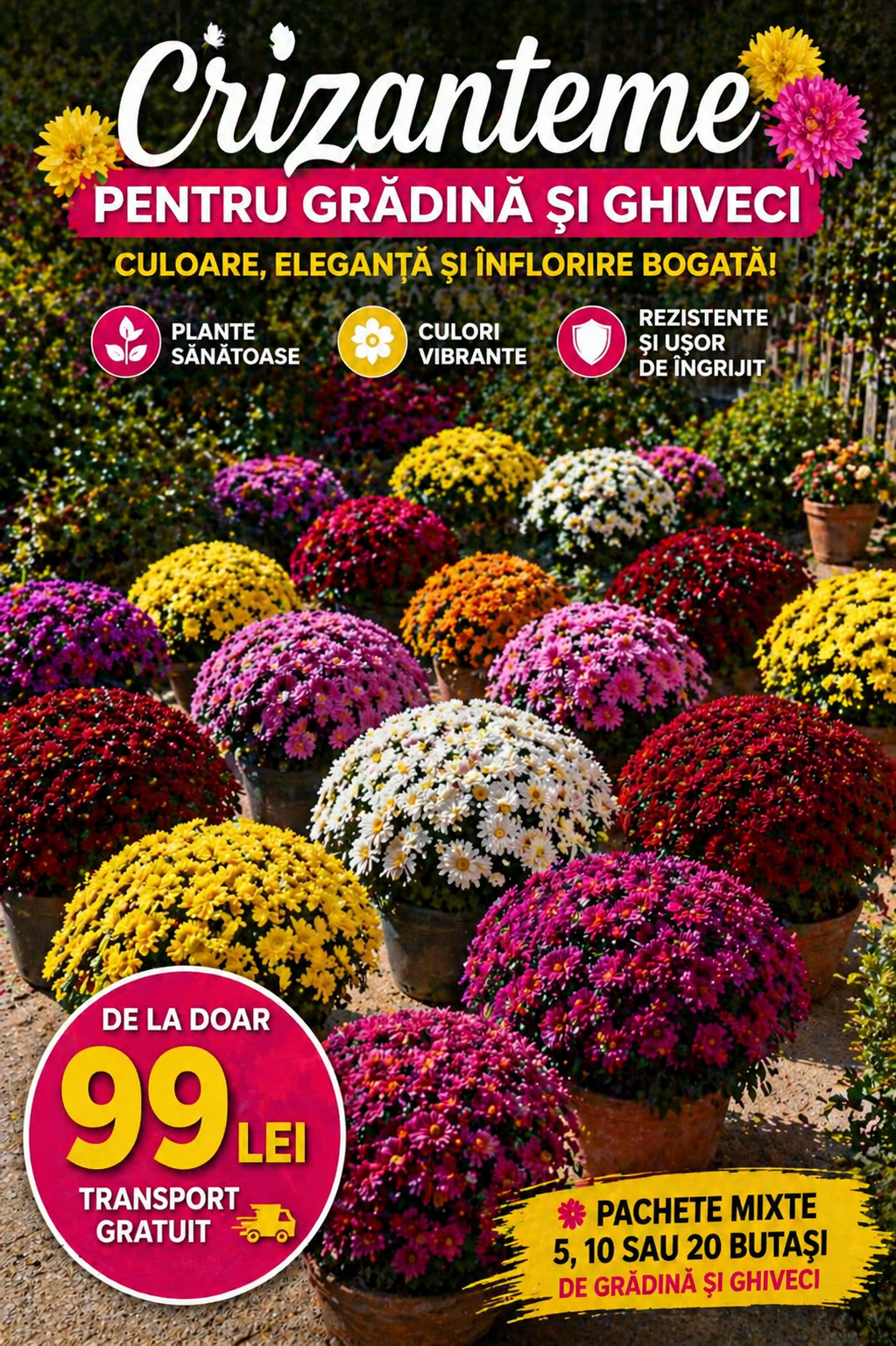 Garofițe mix culori